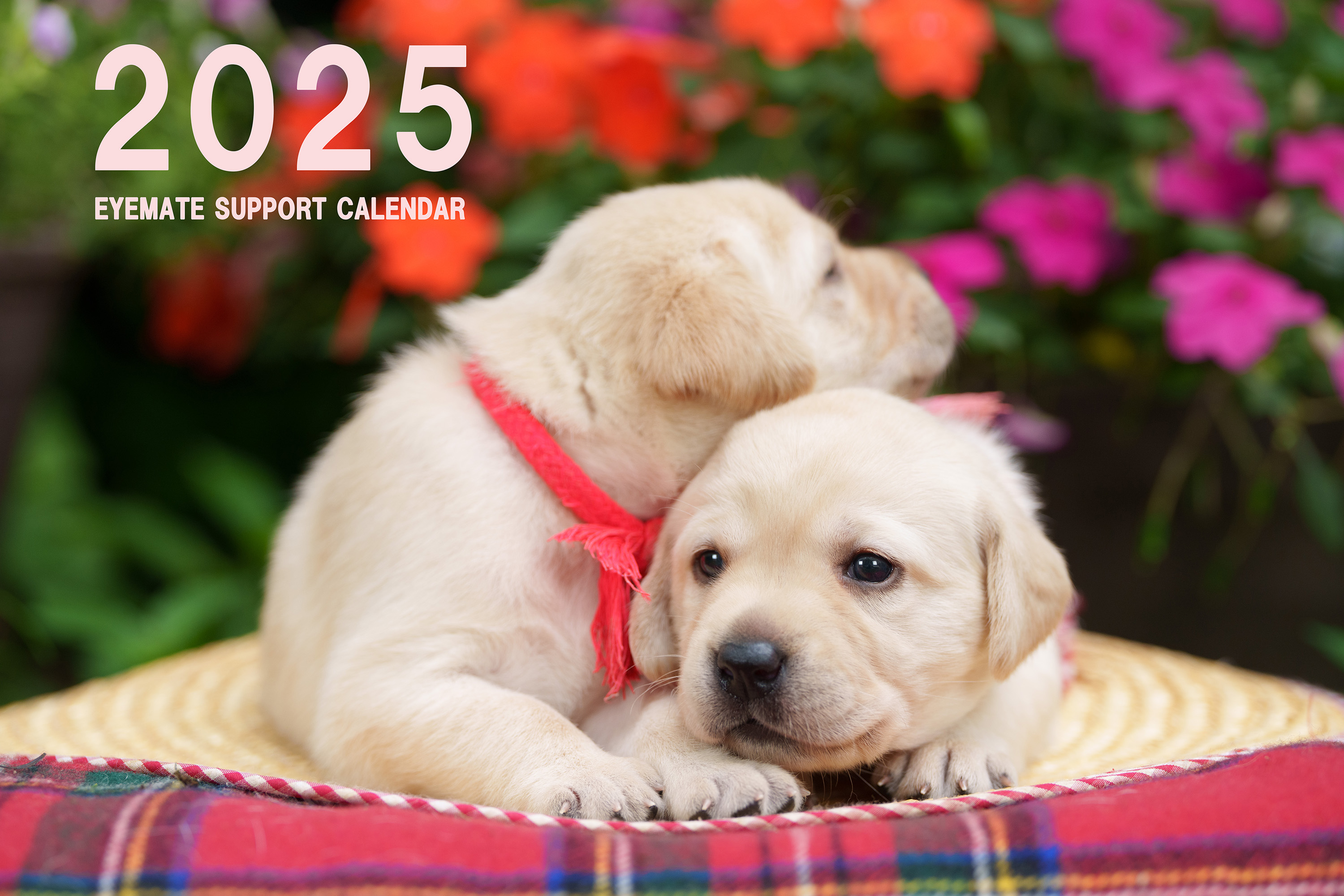 2025 アイメイト・サポートカレンダー表紙です。
