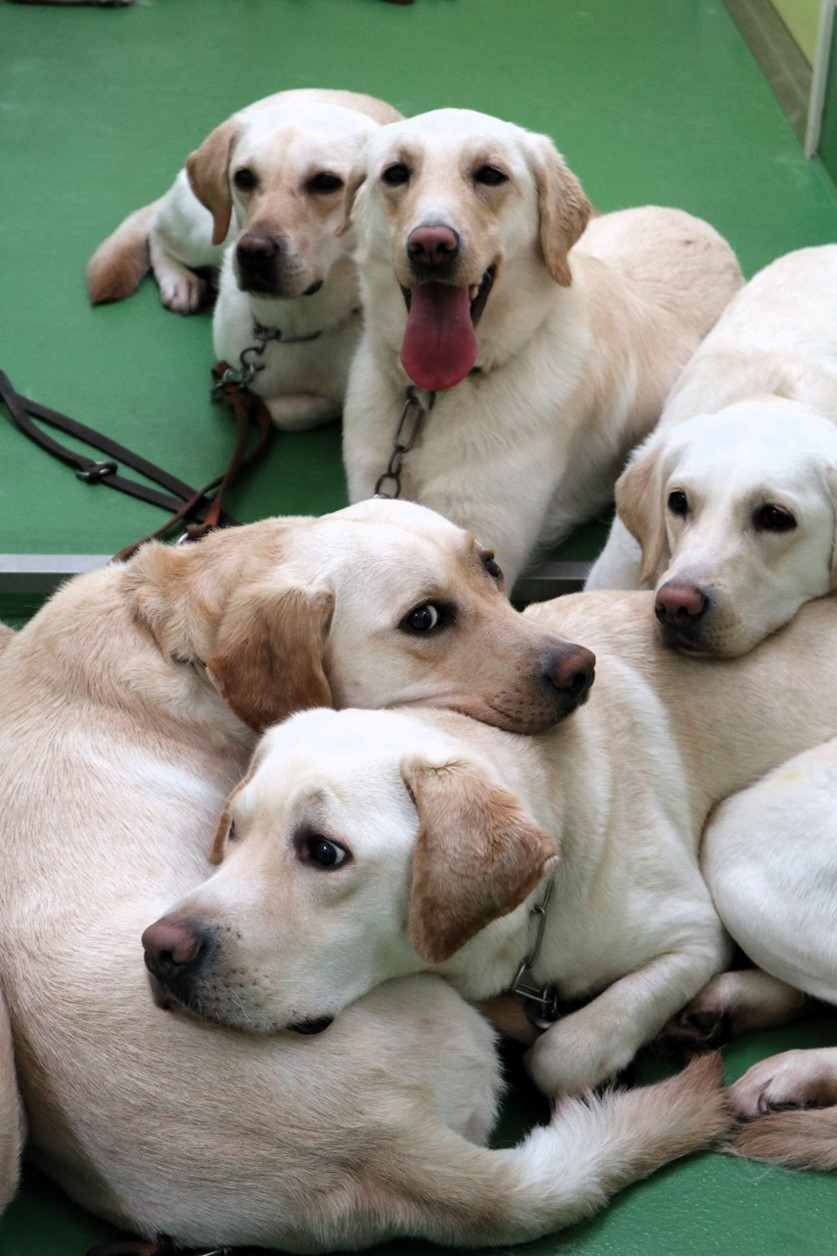 協会の廊下でダウンして待つ候補犬たち。前の犬の背中にアゴを載せたりして、リラックスした様子の5頭。
