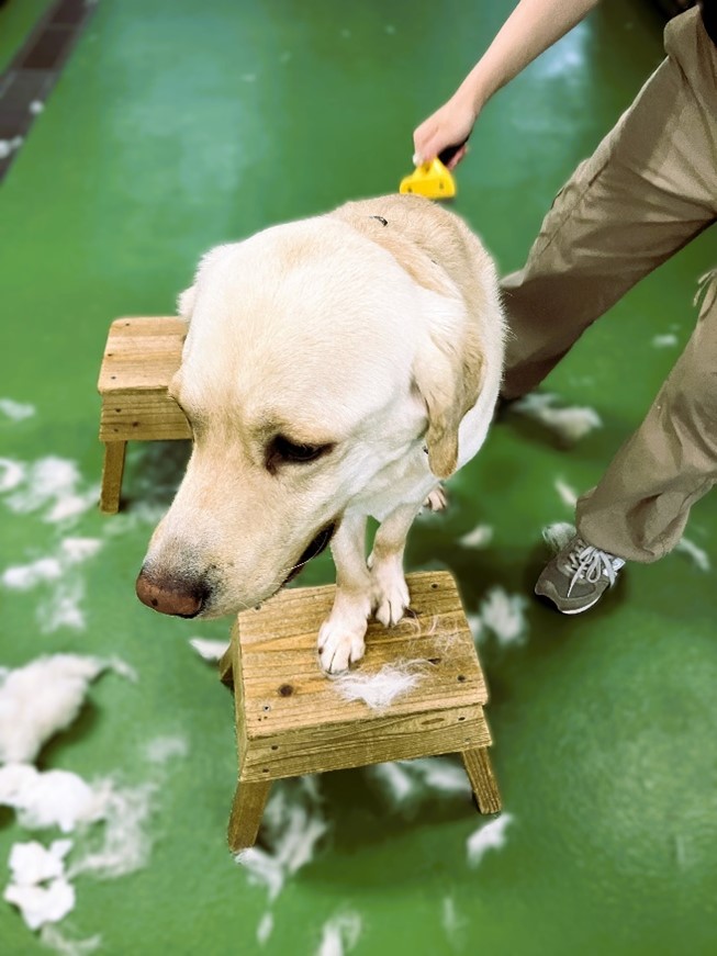 協会にて、ブラッシング中のアイメイト候補犬。